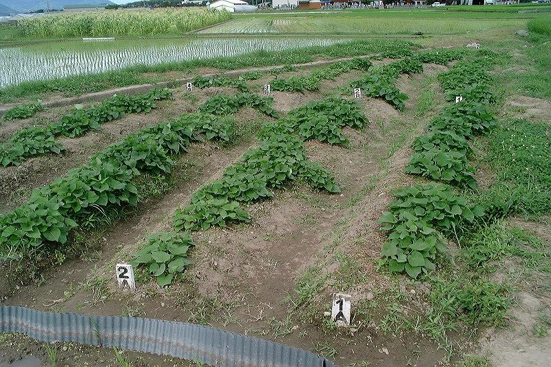 ★ 2007.7 畑の様子 ★